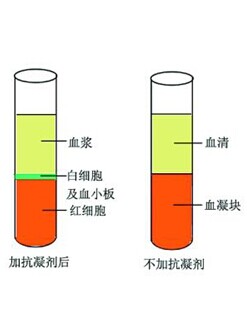 血浆与血清的区别有哪些