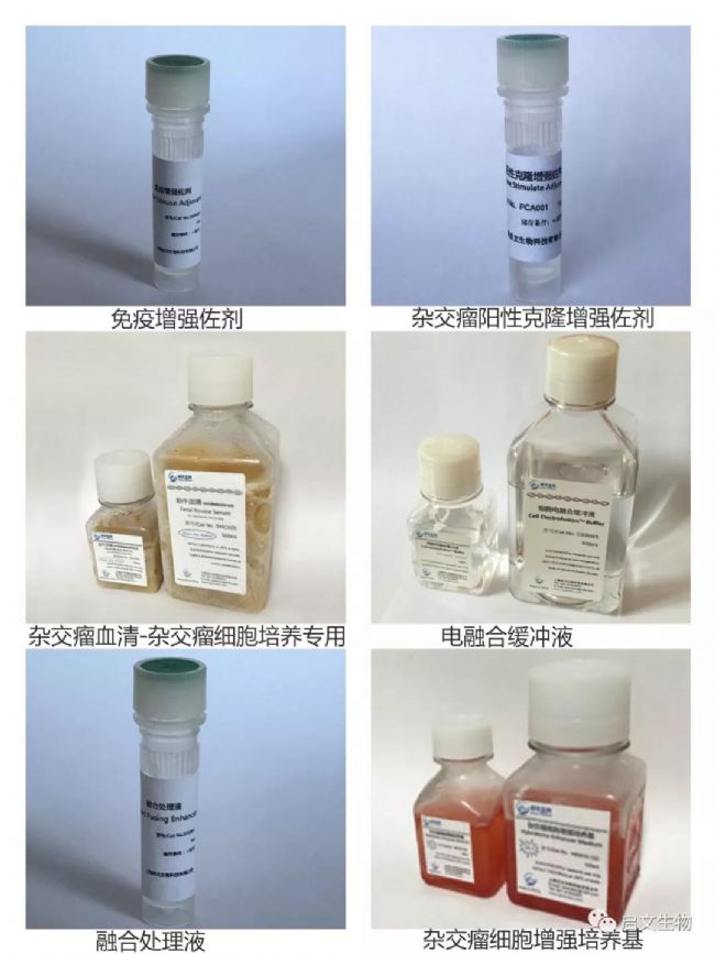 杂交瘤相关试剂