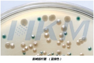 阪崎肠杆菌