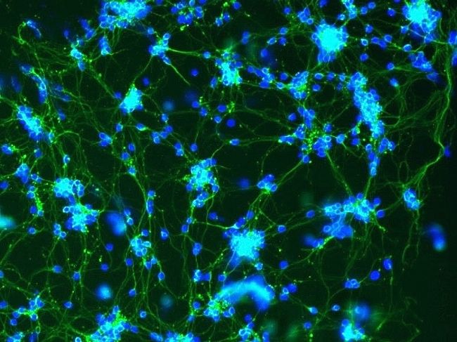sciencell 細胞株