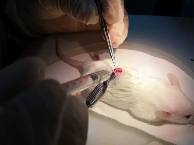为小鼠子孙满堂助力—ivf vs 自然合笼