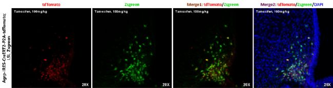Agrp-IRES-CreERT2-P2A-tdTomato小鼠