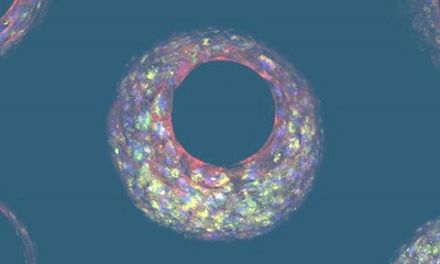 在支架孔隙中形成的芯片肝脏组织