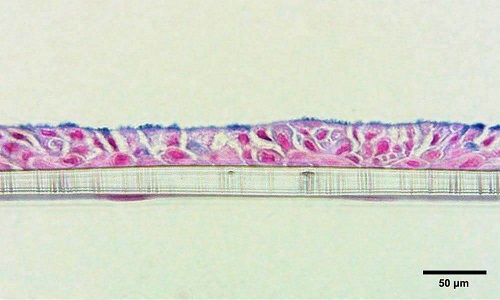 支气管肺芯片组织在气液界面培养