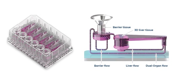 双器官芯片板,灌注液如何围绕屏障和肝脏隔室循环