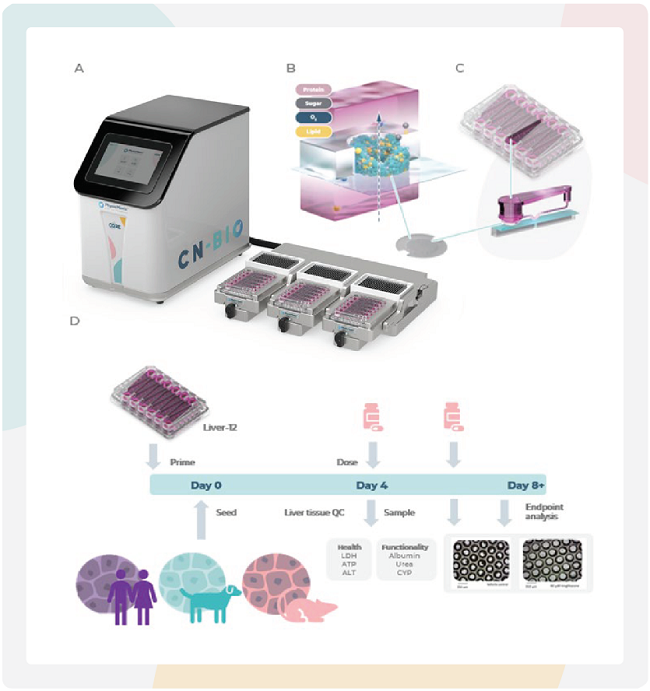 PhysioMimix微流控器官芯片系统支持构建3D动物肝脏微组织