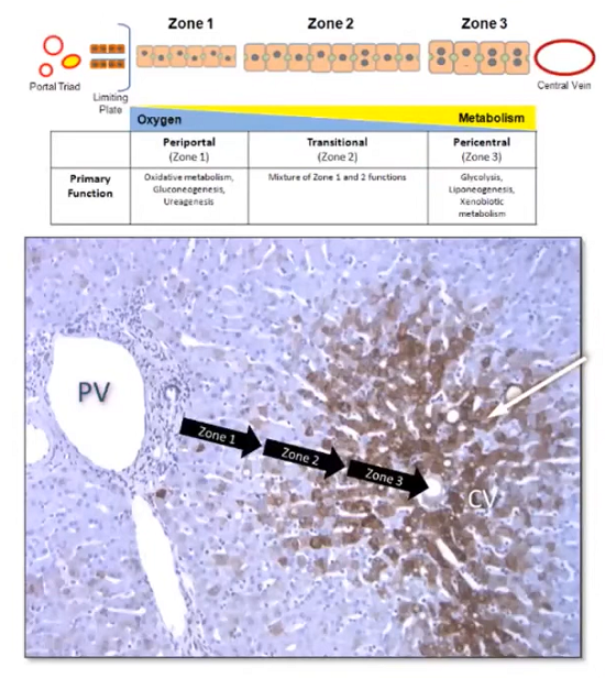 图1. 肝小叶分区图（PV Portal Vein肝门静脉；CV Central Vein中央静脉）