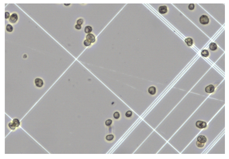 图3. 成人原代肝细胞，复苏后（明场）