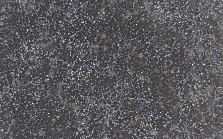 图4a 成人原代肝细胞，贴壁120 h单层培养图像