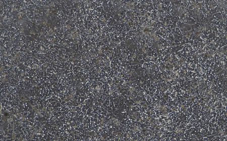 图4b 成人原代肝细胞，贴壁240 h单层培养图像