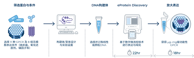 图2.eProtein Discovery无细胞蛋白表达筛选系统工作流程