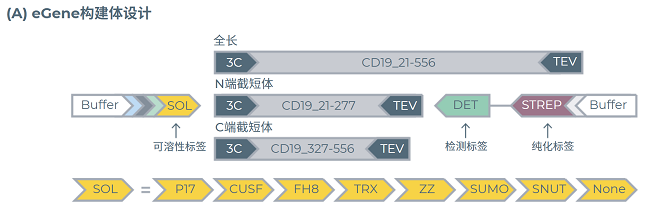 实验筛选条件:为三种CD19长度变体生成的带有可溶性标签的eGene构建体