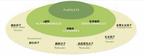 血小板裂解液hPL组成成分