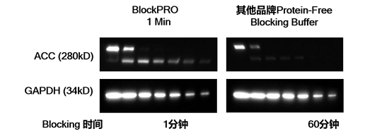 BlockPRO一分钟无蛋白封闭缓冲液可缩短封闭时间，提升灵敏度
