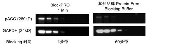 BlockPRO一分钟无蛋白封闭缓冲液适用于磷酸化蛋白孵育