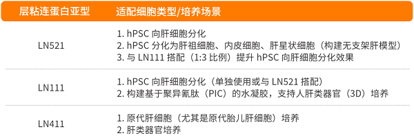 不同亚型层粘连蛋白laminin针对肝细胞培养的适用场景存在差异
