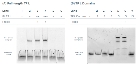 eProtein Discovery系统DNA结合EMSA实验结果