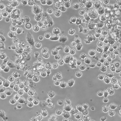 图2.人库普弗细胞（Kupffer Cells, KCs）