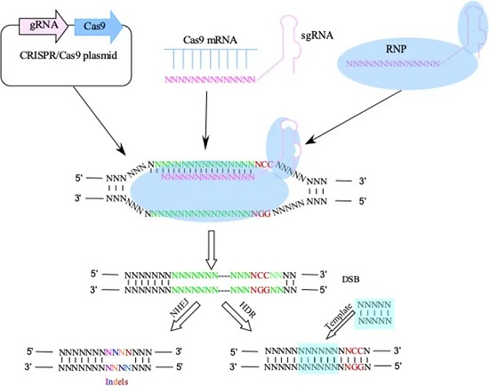 基于CRISPR/Cas-南模生物