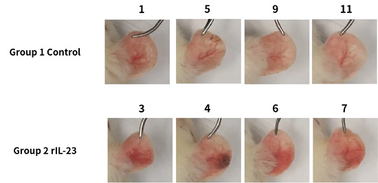  Rat IL-23因子诱导的大鼠银屑病模型耳部图-南模生物
