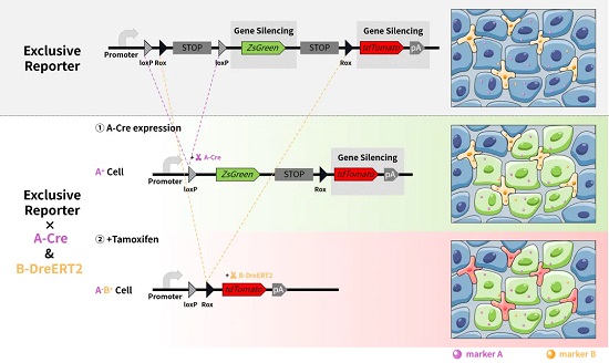 A-Cre 先表达，B-DreERT2 后续通过 Tamoxifen 诱导表达-南模生物