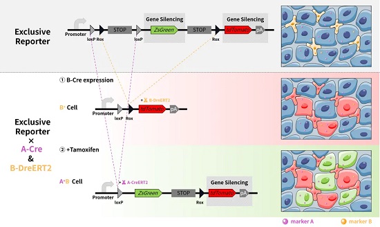 B-Dre 先表达，A-CreERT2 后续通过 Tamoxifen 诱导表达-南模生物