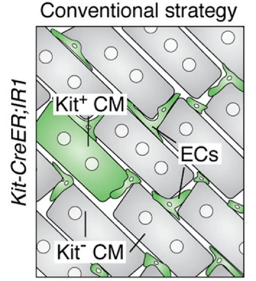 使用普通方法标记 c-kit⁺ 细胞无法准确标记 ECs -南模生物
