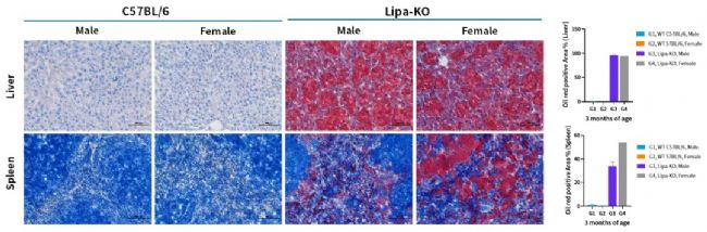 3月龄Lipa-KO小鼠肝脏和脾脏的油红染色代表性图像及统计分析-南模生物
