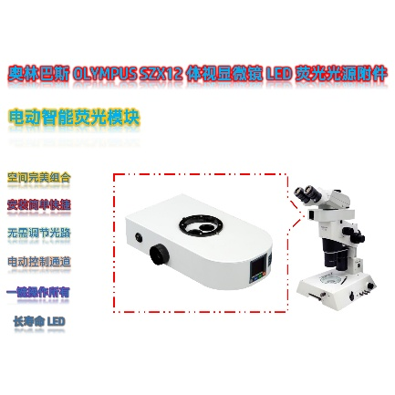 奥林巴斯SZX12体视显微镜结合LED体视荧光模块在秀丽线虫研究中的解决方案