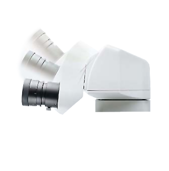 奥林巴斯SZX7体视显微镜结合LED体视荧光模块在秀丽线虫研究中的解决方案