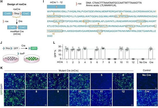 12种不同插入位点的mCre小鼠的重组效率检测-南模生物