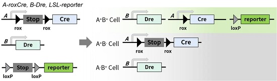 roxCre 小鼠的基因重组图解-南模生物