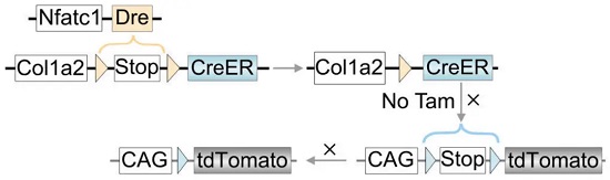 Nfatc1-Dre;Col1a2-RSR-CreER;R26-RL-GFP 小鼠的基因重组图解-南模生物