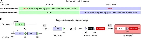 Tie2-Dre;Wt1-CrexER;R26-LSL-tdTomato 小鼠的基因重组图解-南模生物