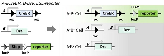 dCreER 小鼠的基因重组图解-南模生物