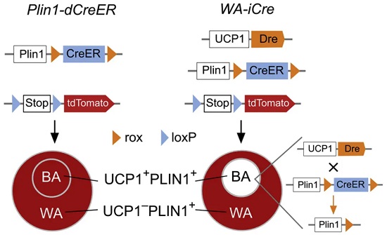 WA-iCre;R26-tdTomato 小鼠的基因重组图解-南模生物