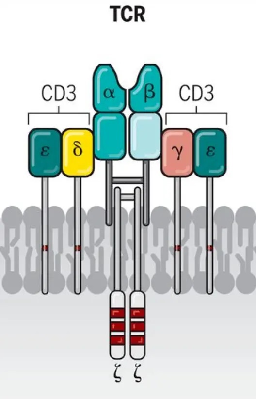 TCR/CD3复合物-南模生物