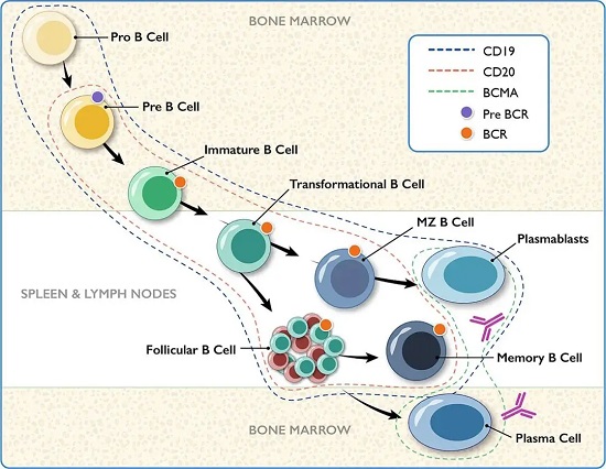 B细胞分化过程中CD19表达谱-南模生物