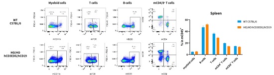 野生型C57BL/6和hCD3EDG/hCD19(C57BL/6)小鼠的免疫细胞分型-南模生物