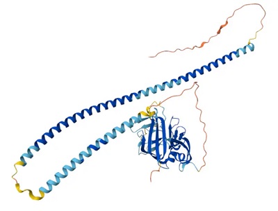 ANGPTL3结构预测(数据来源:Alphafold)-南模生物