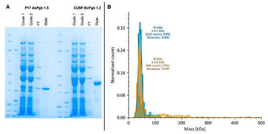 P17-AsPgb 1.5(31 kDa)与CUSF-BvPgb 1.2(38 kDa)放大产物及寡聚状态表征