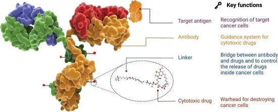 ADC 药物的结构和特性-南模生物