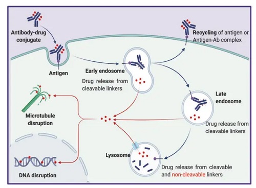 ADC 的主要作用机制-南模生物