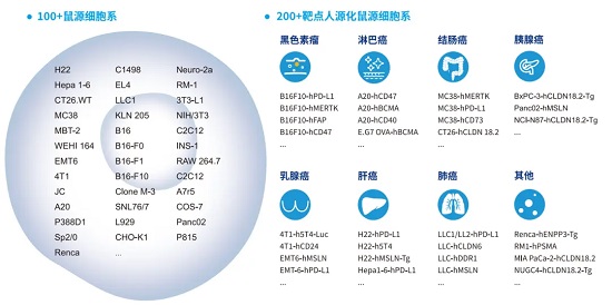 100+鼠源细胞系和200+靶点人源化鼠细胞系-南模生物
