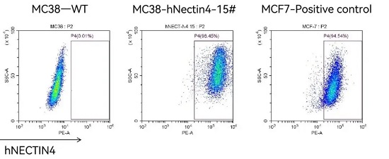 流式检测 MC38-hNectin4 人源化细胞系中人源 NECTIN4 的表达-南模生物