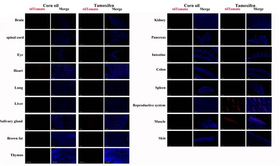 Detection of tdTomato(red) in various tissues of SftpcCreERT2/+;Rosa26tdTomato/+ mouse.-南模生物