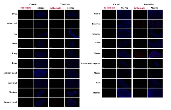  Detection of tdTomato (red) in various tissues of Zbtb46CreERT2/+; Rosa26tdTomato/+.