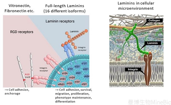 RGD结构域蛋白与全长层粘连蛋白laminin作用示意图