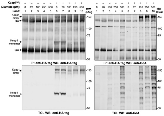 Antioxidants 15 00702 g001