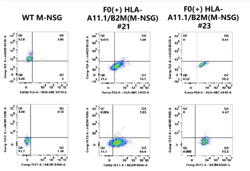 Detection of hB2M and HLA-A,B,C expression on leukocytes in blood of WT M-NSG mice and F0(+) HLA-A11.1/B2M(M-NSG) mice by FACS-南模生物